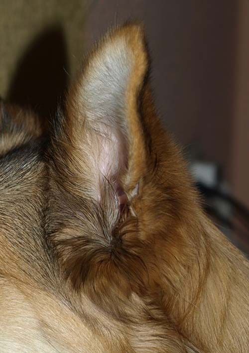 Si tu perro inclina la cabeza a un lado o expresa dolor al acariciar la zona de las orejas, llévalo inmediatamente al veterinario