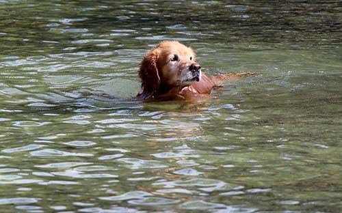 perro-bañandose-río