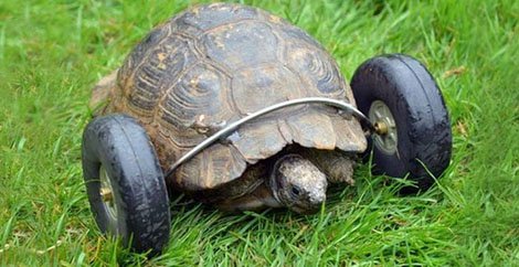 Prótesis tortuga