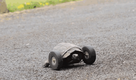 Tortuga camina gracias a ruedas protésicas