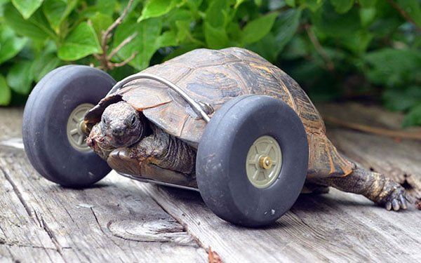 Tortuga de 90 años camina gracias a ruedas protésicas
