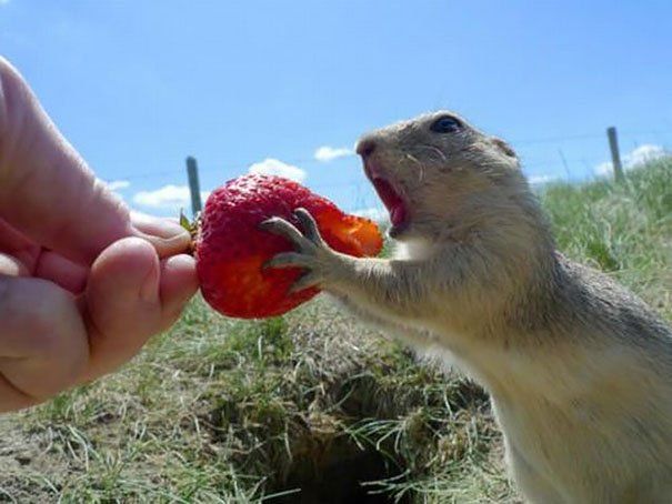 animales-comiendo-frutas-11