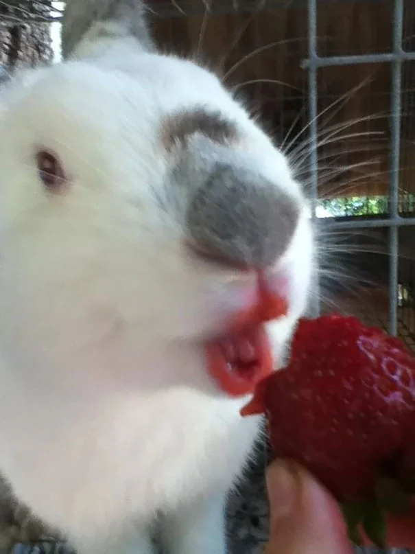 animales-comiendo-frutas-5