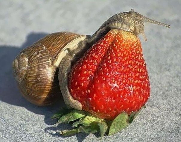 Animales devorando frutas como de película 19 animales-comiendo-frutas-9