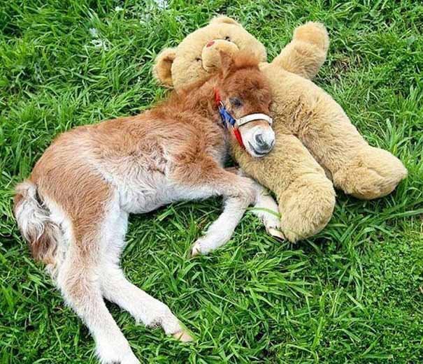 Caballos miniatura que no quisieras que vieran tus hijos 27 caballos-miniatura-12