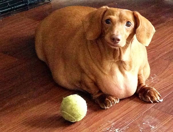 Perro con sobrepeso logra bajar 20 kilos