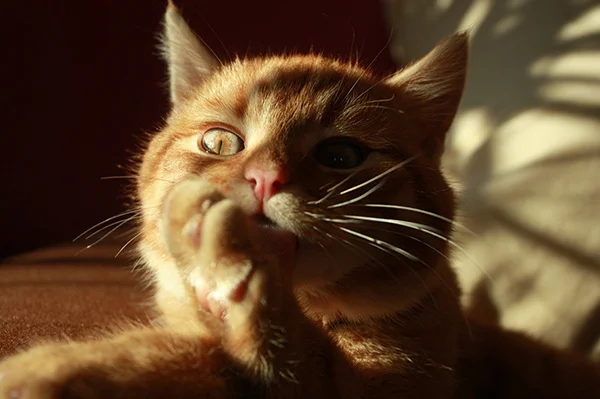 A nuestras mascotas también les afecta el humo del cigarrillo 2 gatos-afecta-humo-cigarrillo
