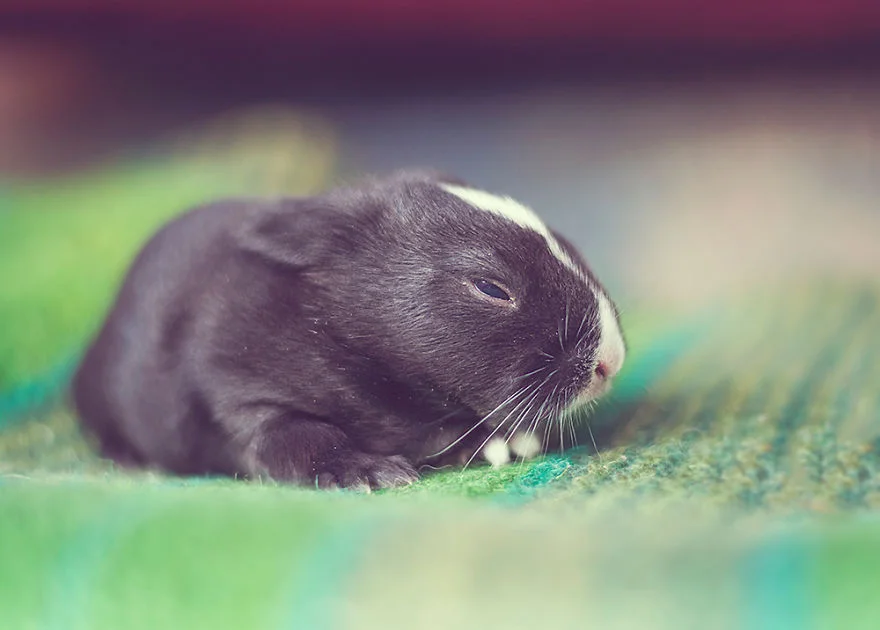 hermosos-conejos-creciendo-6