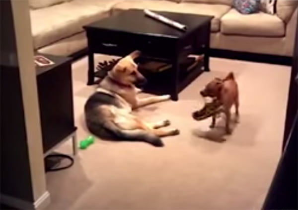 Lo que hacen tus perros cuando no estás en casa 1 lo que hacen tus perros cuando no estás en casa