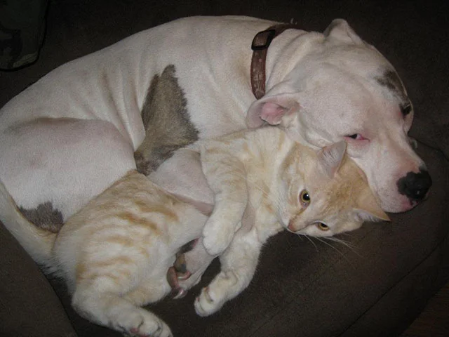 Estos pitbulls y sus "ataques" de ternura seguro que será lo más bonito que verás hoy 1 pitbulls-y-sus-ataques-de-ternura-1