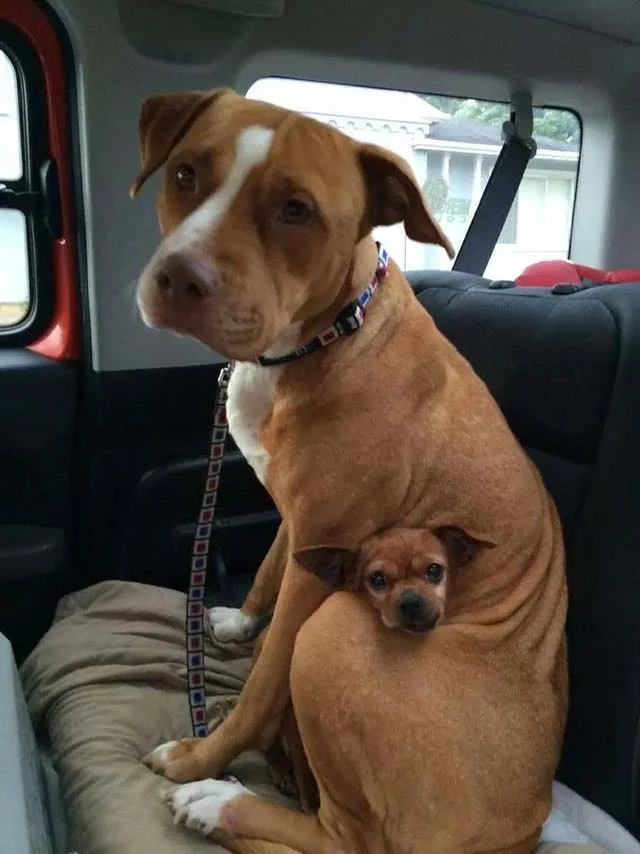 Estos pitbulls y sus "ataques" de ternura seguro que será lo más bonito que verás hoy 7 pitbulls-y-sus-ataques-de-ternura-7