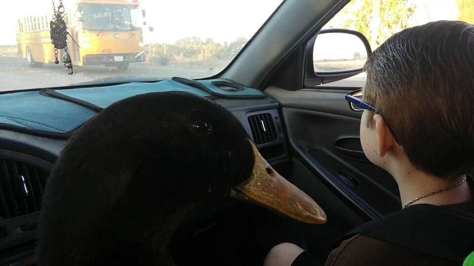Jonny y Nibbles en el auto Jonny y Nibbles en el auto