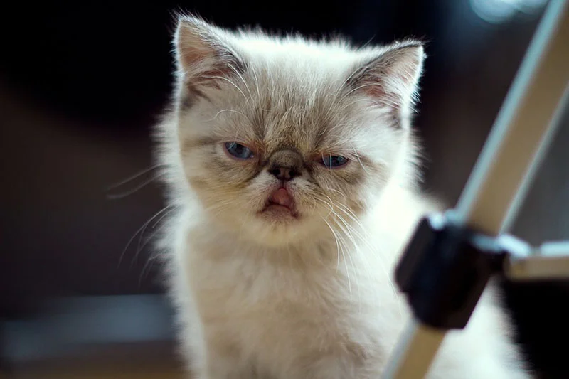 Gatito enojado