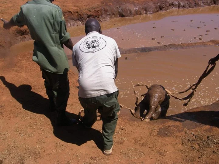 bebé elefante ahogándose