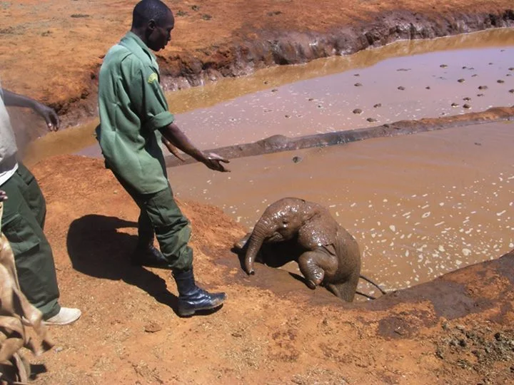 Elefante bebé rescatado