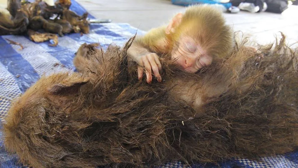 bebé mono abraza a madre muerta