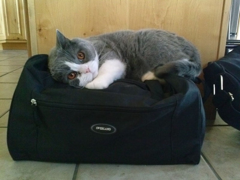 gato-bolso-de-viaje estas-mascotas-también-quieren-ir-de-viaje-10