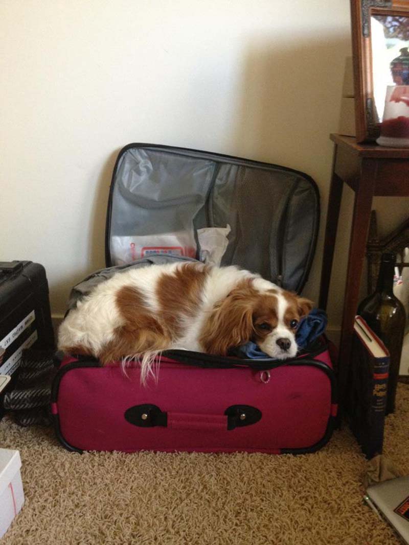 perro-no-deja-ir-de-viaje estas-mascotas-también-quieren-ir-de-viaje-11