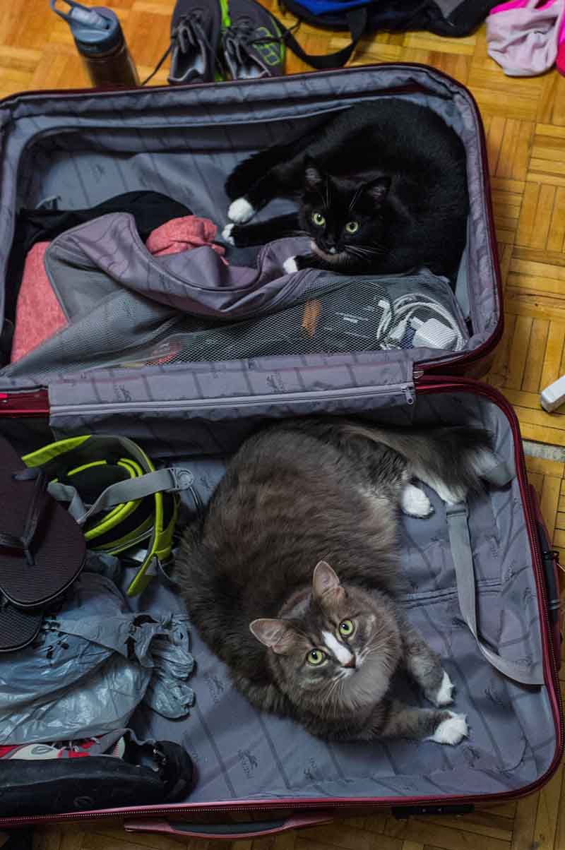 gatos-maleta estas-mascotas-también-quieren-ir-de-viaje-12