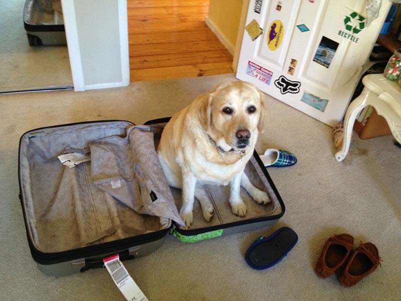 perro-grande-sentado-sobre-maleta estas-mascotas-también-quieren-ir-de-viaje-13