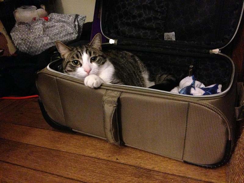 gato-dentro-de-maleta estas-mascotas-también-quieren-ir-de-viaje-16