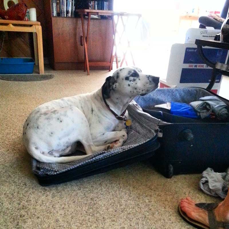 perro-no-deja-que-el-humano-de-vaya-de-viaje estas-mascotas-también-quieren-ir-de-viaje-17