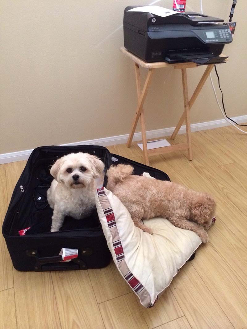 perro-en-la-maleta estas-mascotas-también-quieren-ir-de-viaje-2