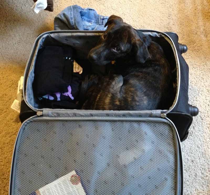 Estas mascotas también quieren ir de viaje 3 estas-mascotas-también-quieren-ir-de-viaje-3