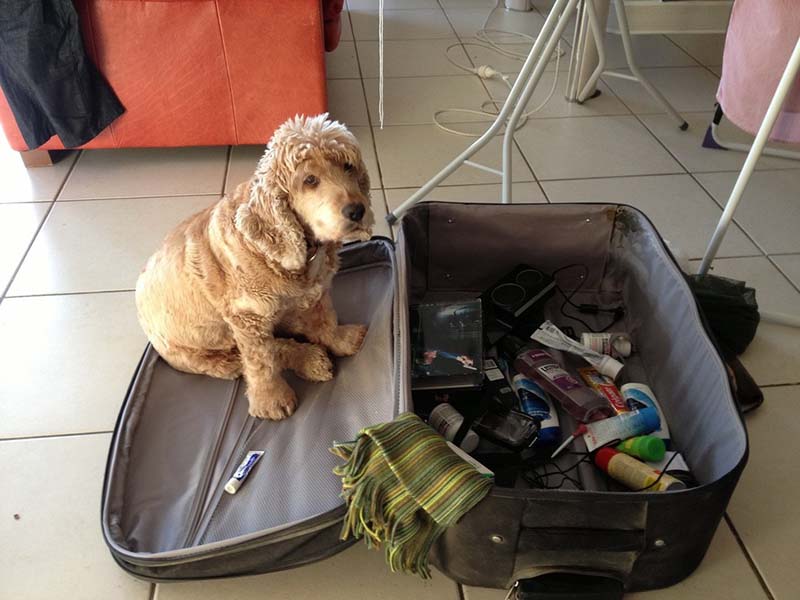 perro-maleta-viaje estas-mascotas-también-quieren-ir-de-viaje-4