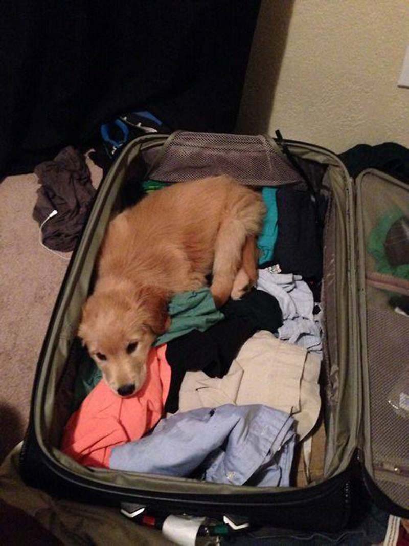 mascotas-maletas-notasdemascotas.com estas-mascotas-también-quieren-ir-de-viaje-5