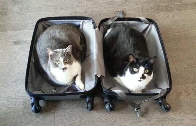 gatos-mascotas-maletas-viaje estas-mascotas-también-quieren-ir-de-viaje-6