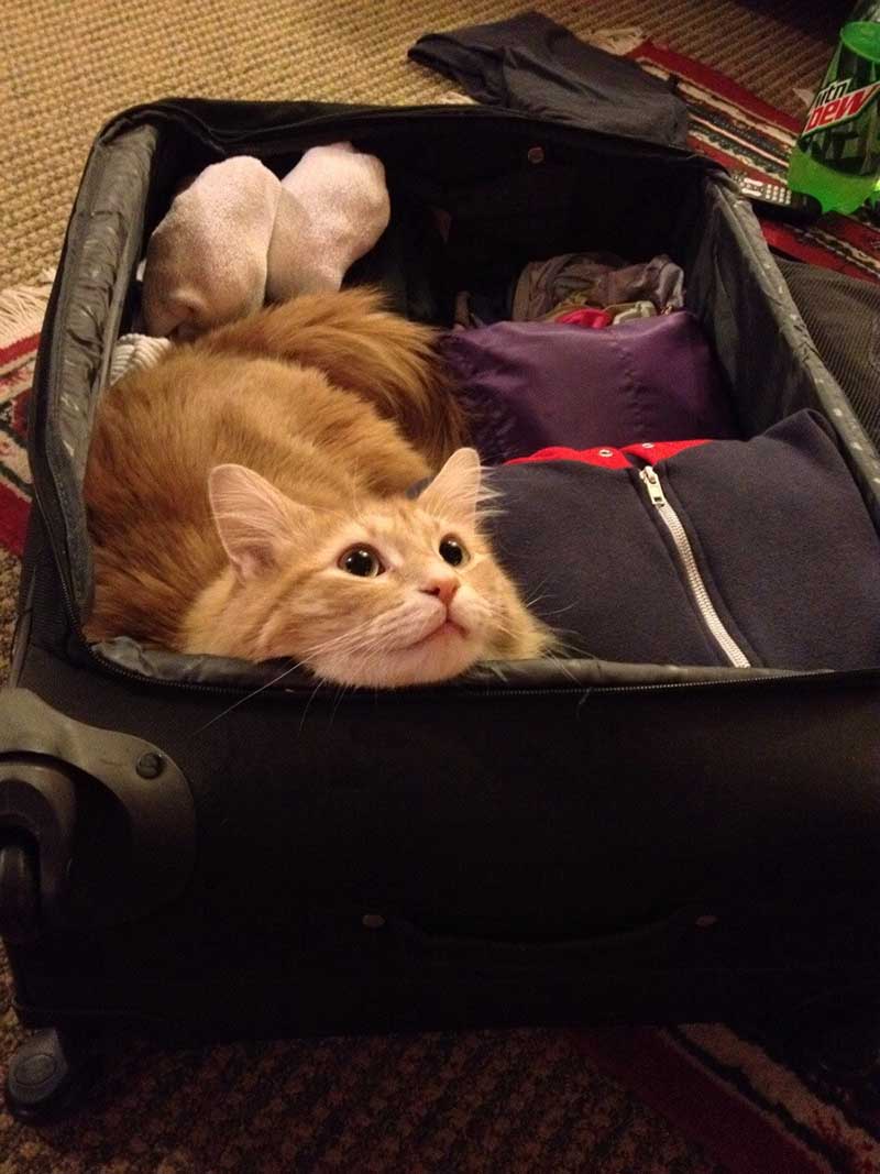 mascotas-no-dejan-ir-de-viaje estas-mascotas-también-quieren-ir-de-viaje-8