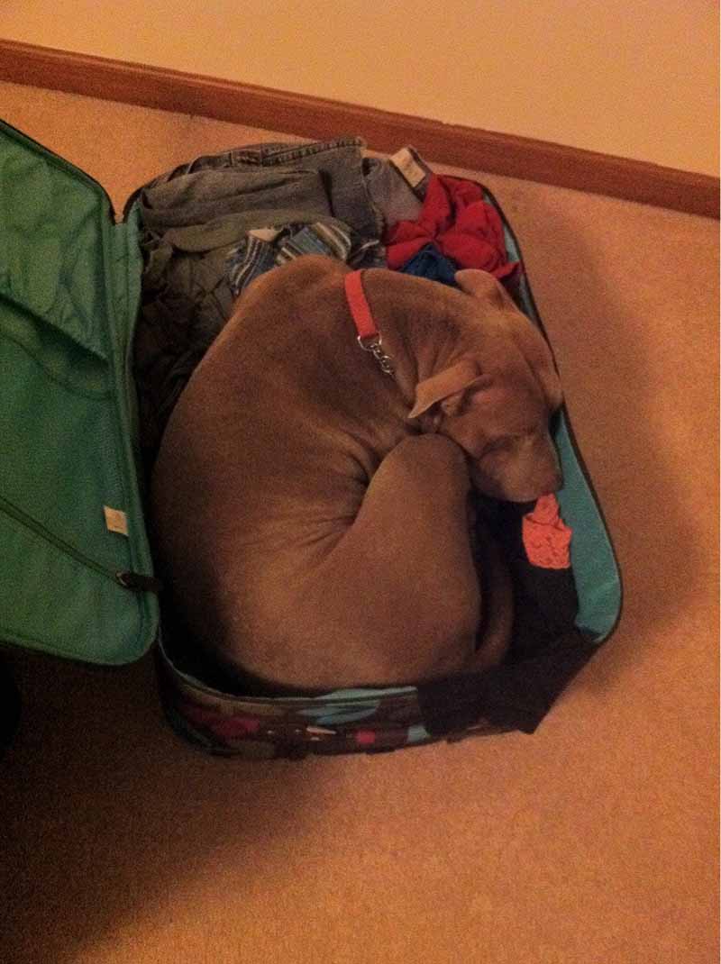 perros-no-dejan-salir-de-viaje estas-mascotas-también-quieren-ir-de-viaje-9