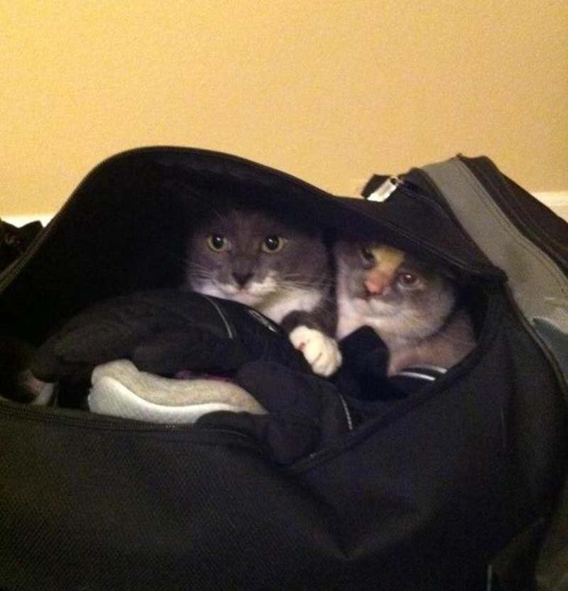 gatos-camuflados-en-maleta estas-mascotas-también-quieren-ir-de-viaje-14