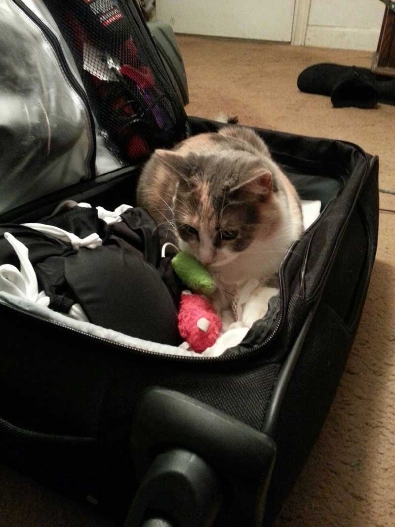 gato-lleva-juguetes-de-viaje estas-mascotas-también-quieren-ir-de-viaje-15