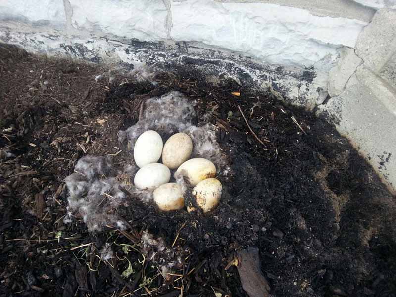 huevos-de-ganso-incendiados huevos-de-ganso-incendiados