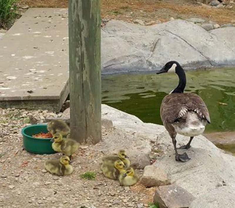 gansa-adopta-gansos gansa-adopta-gansos