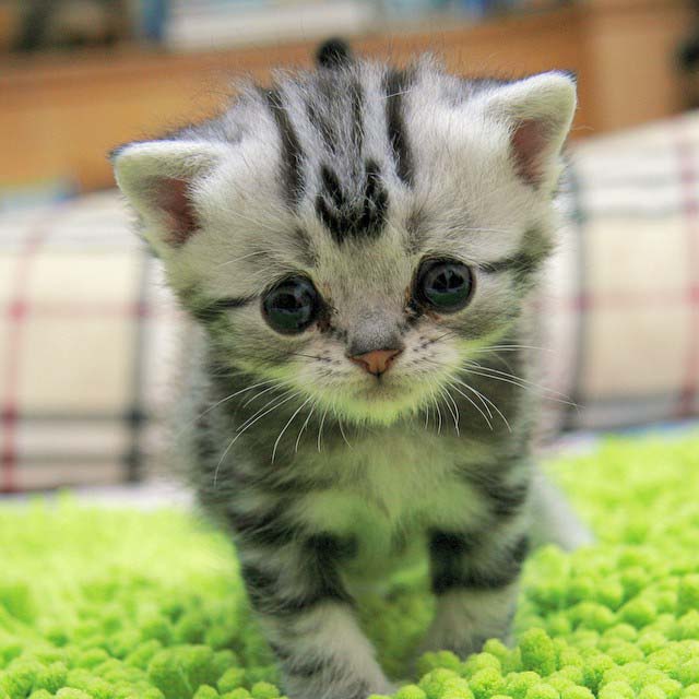 El gato con la cara más triste que hayas visto 3 gato-con-la-cara-más-triste-1
