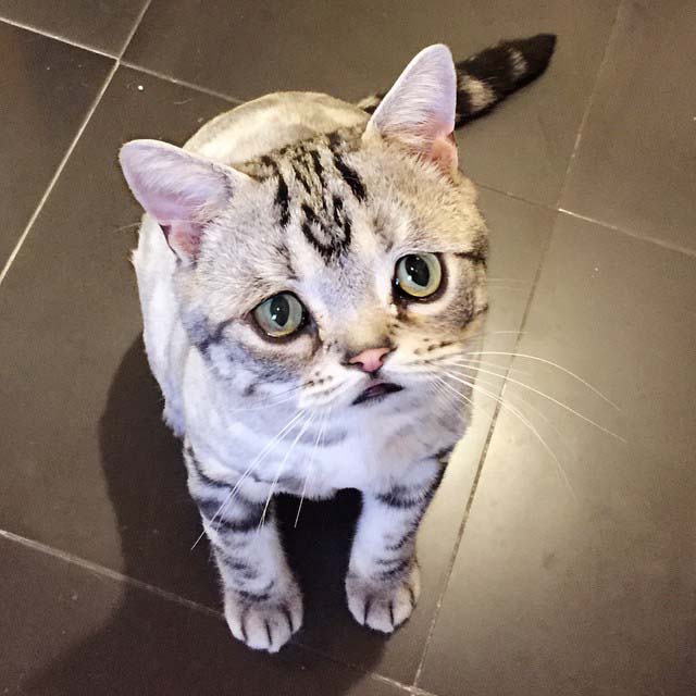 El gato con la cara más triste que hayas visto 4 gato-con-la-cara-más-triste-2