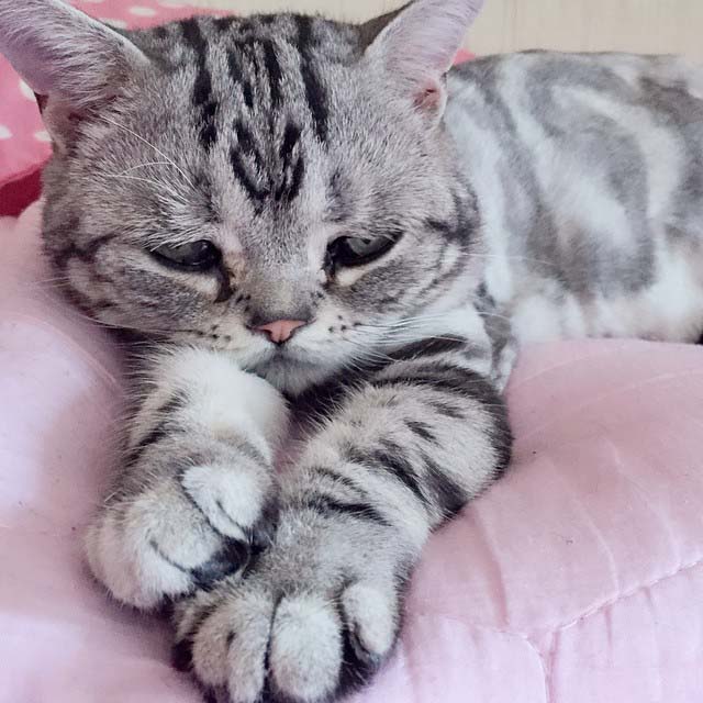 El gato con la cara más triste que hayas visto 5 gato-con-la-cara-más-triste-3