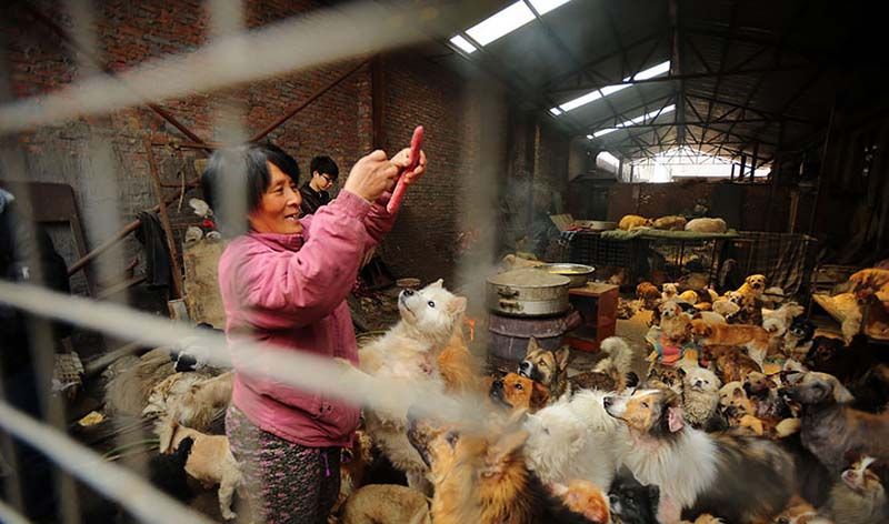 mujer salva 100 perros yulin