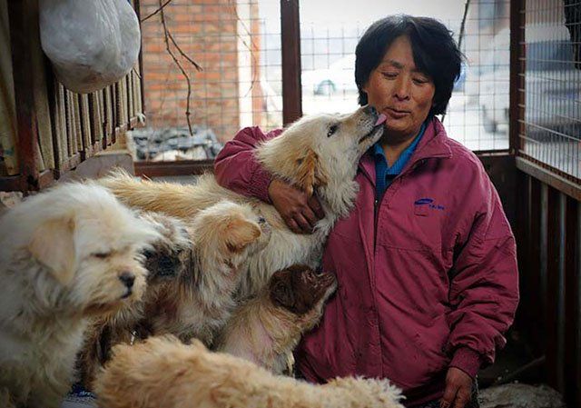 Mujer salva a 100 perros de ser comidos en festival en China