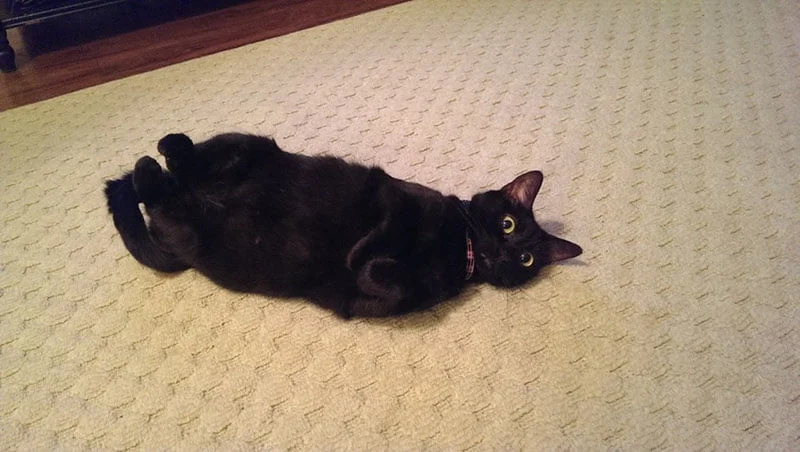 gato-negro-acostado no-esperaba-verte-pronto-en-casa-5