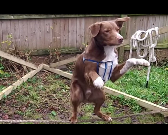 ozzy-perro-equilibrio