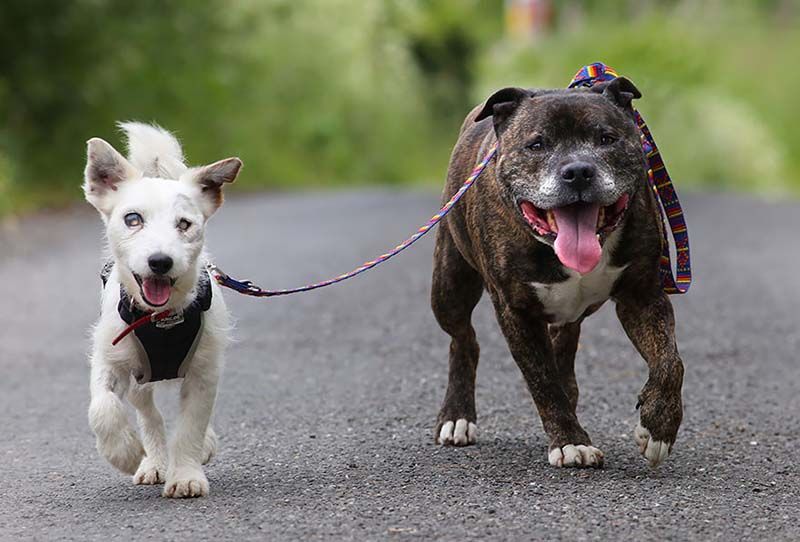 Un perro guía a un perro ciego