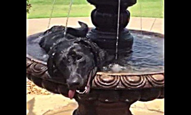 Este perro no soporta el calor y se baña en una fuente