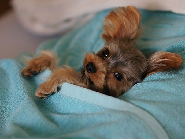 Divertidas fotos de perros que se adueñan de tu cama