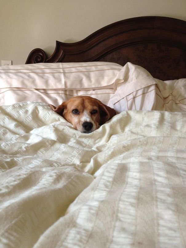 Perro-arropado-en-cama perros-se-adueñan-de-tu-cama-5
