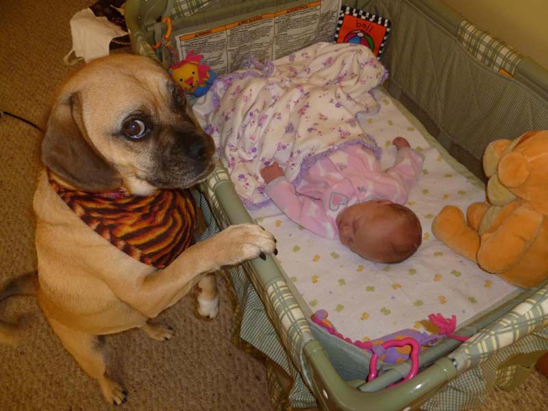 En fotos: Estos perros aman a los bebés humanos. Si vas a dar vida no abandones otra 4 perros-y-bebés-11