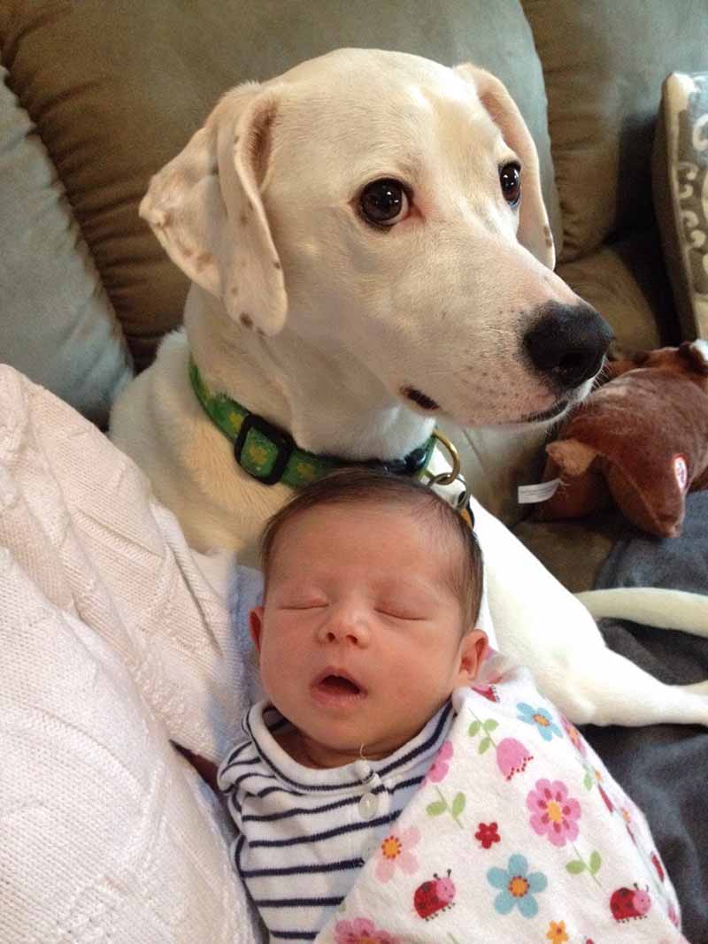 En fotos: Estos perros aman a los bebés humanos. Si vas a dar vida no abandones otra 8 perros-y-bebés-15